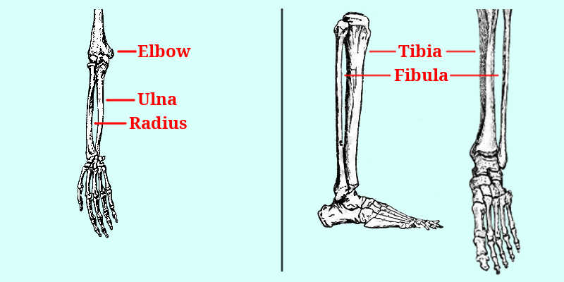 Radius vs Ulna and Tibia&nbsp;vs&nbsp;Fibula